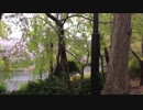 En:Rain park. Ja:雨、桜、散歩道