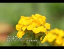 誕生日に贈る言葉～4月9日生まれの寛大で優しいあなたに－聴きものがたり