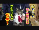 猫をお膝に乗っけてお腹をモフモフする動画