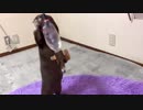 これはオモチャじゃないってことに、いきなり気づいて我に返るカワウソ