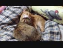 拾いねこ＠生後2467/2434日目　局地的天国。
