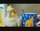 ウチのインコがスプーンで遊ぶようになった訳