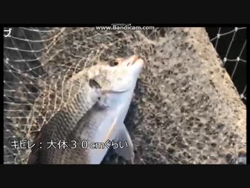 2018-08-29　落とし込み目印でチヌ（キビレ） HITシーン