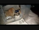 ハムスター飼いました。その68～みっきーくんと朝のへやんぽ～