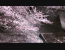 【動画素材】桜と川 ループ 1