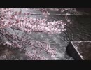 【動画素材】桜と川 ループ 2