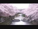 【動画素材】桜と川 ループ 3