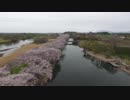 桜、気まぐれ空撮