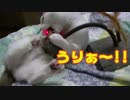 スイングチューチューと三又トンネル