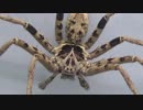 [閲覧注意!!] 再編集 アシダカグモ (トラートハンツマン:タイ産) にゴキブリを与えてみた。(Heteropoda sp.)