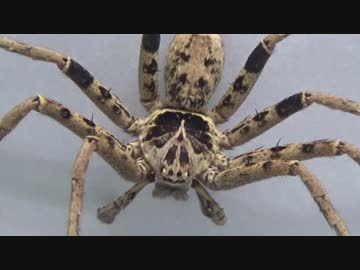 [閲覧注意!!] 再編集 アシダカグモ (トラートハンツマン:タイ産) にゴキブリを与えてみた。(Heteropoda sp.)
