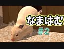 うちのハムスターかわいいなぁ。【なまはむ】＃2