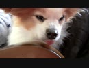 舌をしまい忘れたワンコ（パピヨン）2