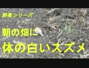 野鳥シリーズ　朝の畑に体の白いスズメ