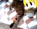 【うちの猫】シャルとシャイニングゆっくりあお子【シャル】