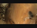 アコヤガイの身にズームイン　Ishibe Katsutoshi