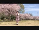 【まむ】 ハルイチ。 踊ってみた 【桜の下】