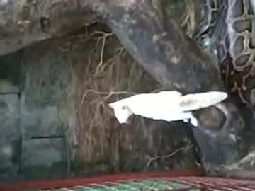 猫を捕食する巨大なニシキヘビ