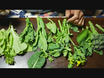 2019年3月13日：自然農法の菜花は苦くない！肥料と食味の関係【旬の野菜紹介】