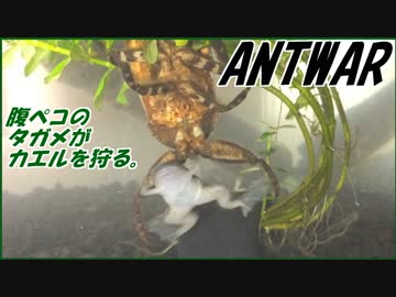 冬眠明けのタガメにカエルを与えたら狩りが衝撃すぎた・・・。