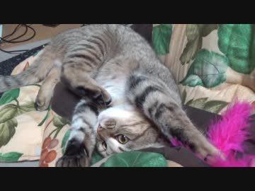 ＃90　やっと動き出した？タタルさん