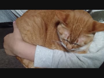 拾いねこ＠生後2469/2436日目　まとわりつくにゃんこたち。