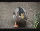撮りためてる動物写真を公開してみる その２