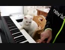 猫先生の厳しすぎるピアノレッスン