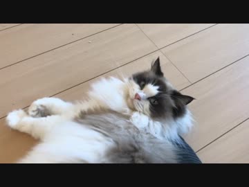 甘えモードになった猫達