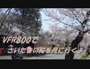 VFR800でさいたまの桜を見に行くよ　～奥武蔵グリーンライン編～