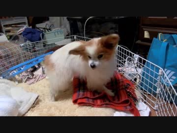 寝る前になると地面をほじくり返そうとするワンコ（パピヨン）