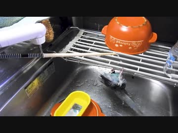 サザナミインコの水浴びを楽にできる方法を思いつたので試してみた