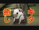 【ホラー実況】歪みの国のアリス〜Eencore〜 #4【蒼木•高峯】