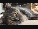 【眠れぬ夜に】サビ猫とまとの日常（Vol.0004／2019年4月第2週）