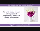 How To Look After Your Orchids - Must Dos!