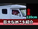 全長120cm??  巨大なめこがやってきた！