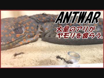 大量のアリ達が巨大ヤモリを食べる！
