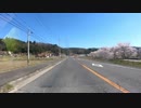 今年の国道375の千本桜(2019-04-13)。