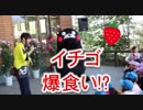 くまモン、イチゴをたくさん食べた子供に絶句！！はな阿蘇美グランドオープン式典！！