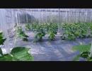 きゅうり栽培実況vol.80   H31春-5 きゅうり順調に生育中・・・であることを願う？！