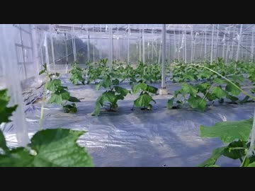 きゅうり栽培実況vol.80   H31春-5 きゅうり順調に生育中・・・であることを願う？！