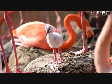 フラミンゴのヒナ ビフォーアフター