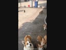 Funny doggy