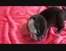 紐をハムハムするカワウソ