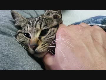 エンジンをふかし、煽ってくるにゃんこ