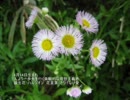 誕生日に贈る言葉～4月14日生まれの理想主義者のあなたに－聴きものがたり