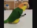 インコに腕つけてみた結果ｗｗｗ