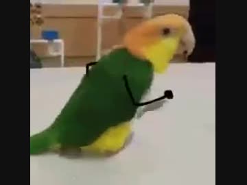 インコに腕つけてみた結果ｗｗｗ