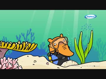 Shark Attack on Imo