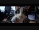 Carousel Kings - Lock Meowt